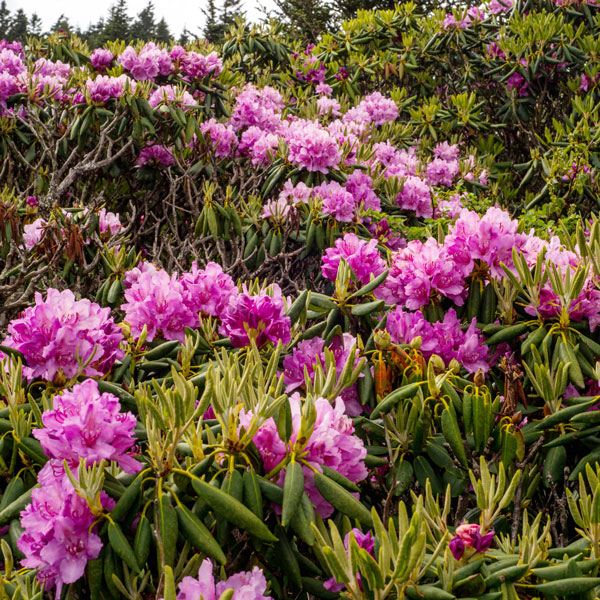 Rhododendron Ø = D1 Herbamed AG