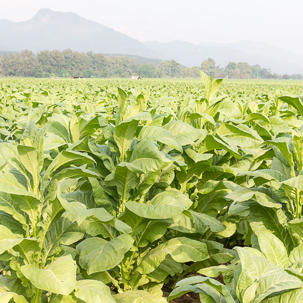 Nicotiana tabacum Ø = D1 Herbamed AG