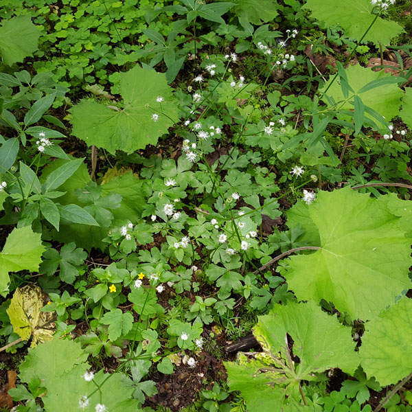 Sanicula europaea Ø Herbamed AG